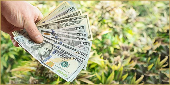 paiement,cannabis médical,crédit,Hawaii
