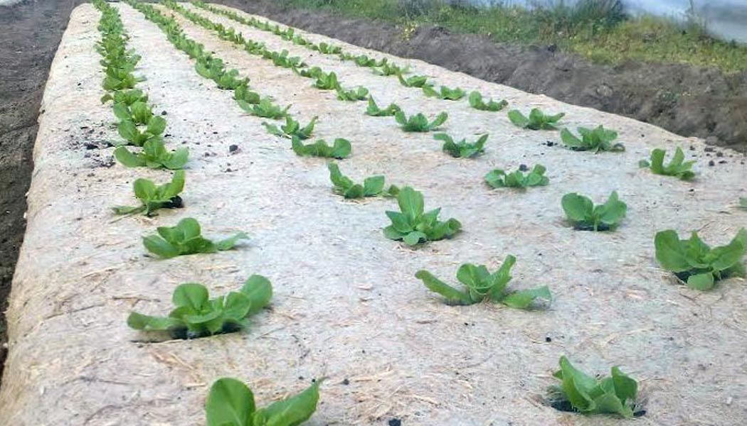 l alternative aux herbicides avec la toile de paillage en chanvre