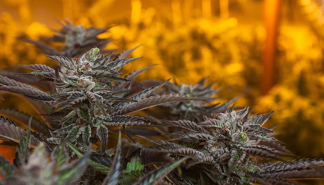 l art délicat de la culture à la médecine alternative 5