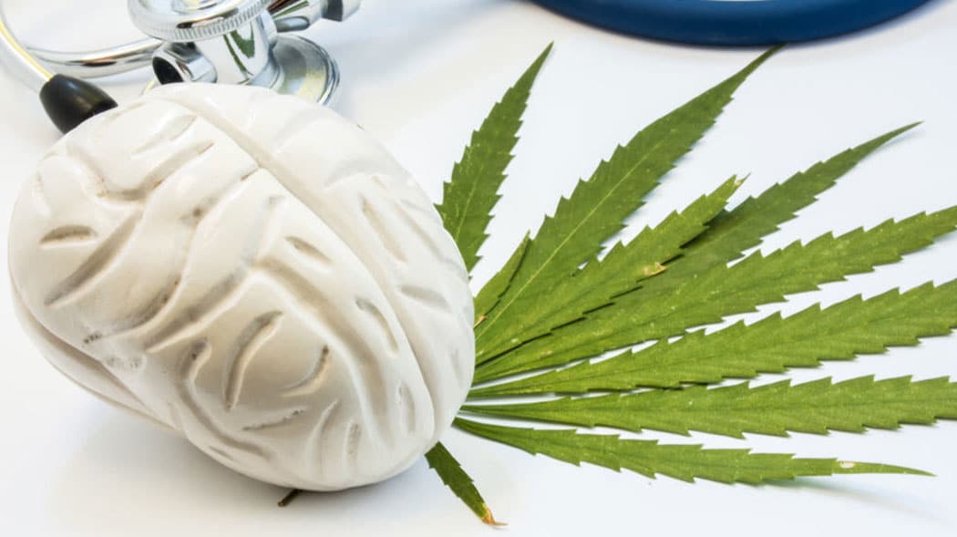 l herbe crue protège des maladies neurodégénératives