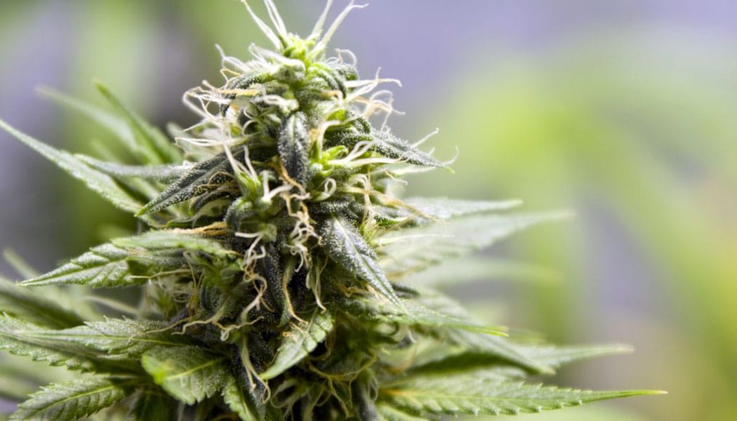 la skunk 1 ou la naissance du cannabis moderne 11