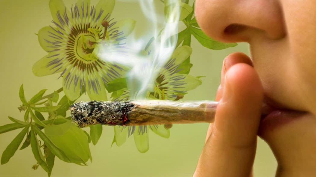 les herbes médicinales qui se combinent bien avec la fumée 6