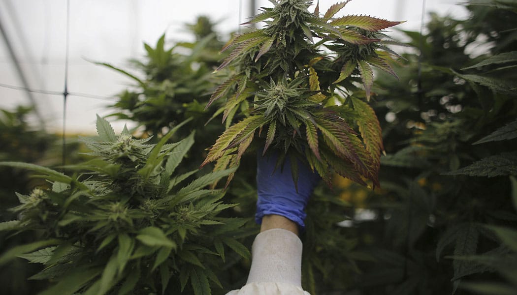 première licence de culture médicale en colombie 3