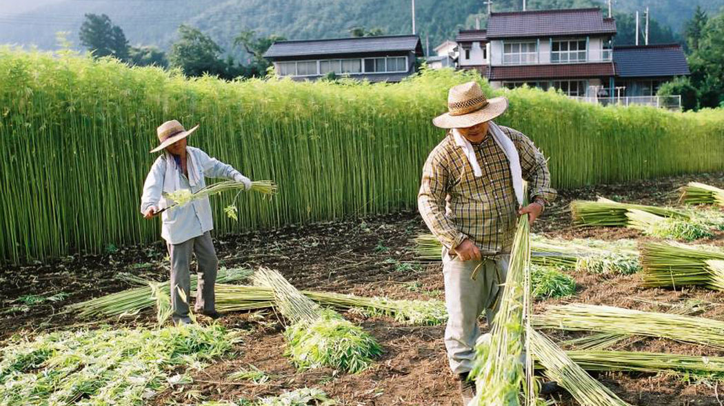 traces préhistoriques de cannabis découvertes au japon 9