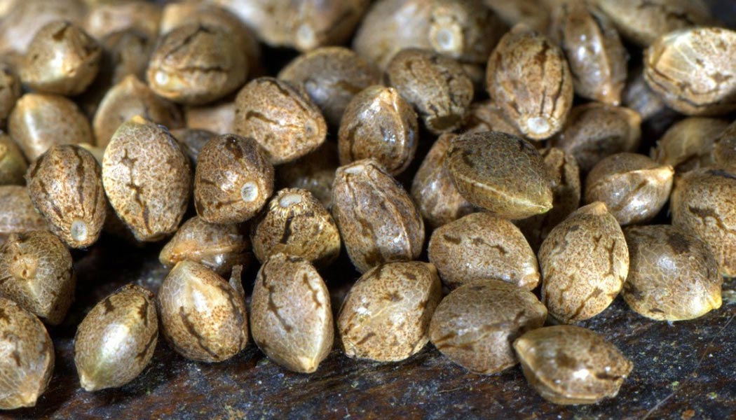 deux méthodes pour produire ses propres graines 5