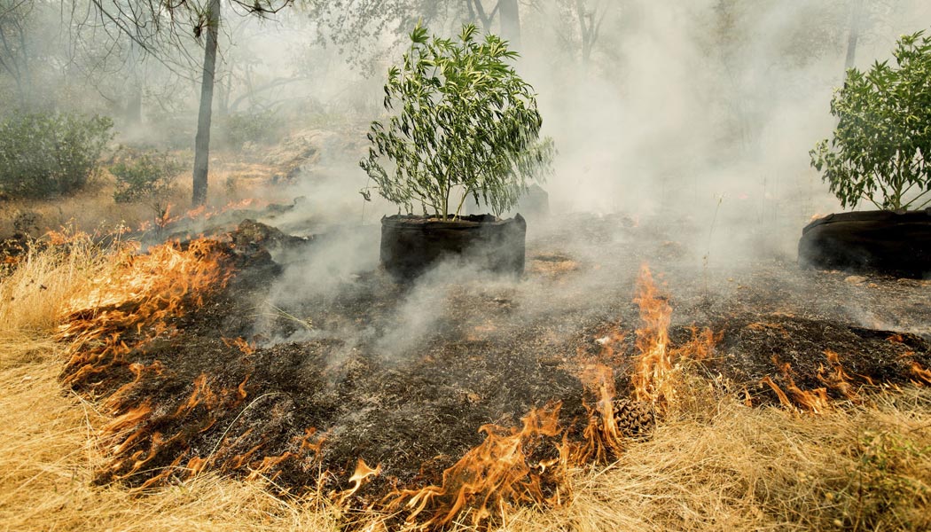 la principale région du vin et de l herbe en amérique dévastée
