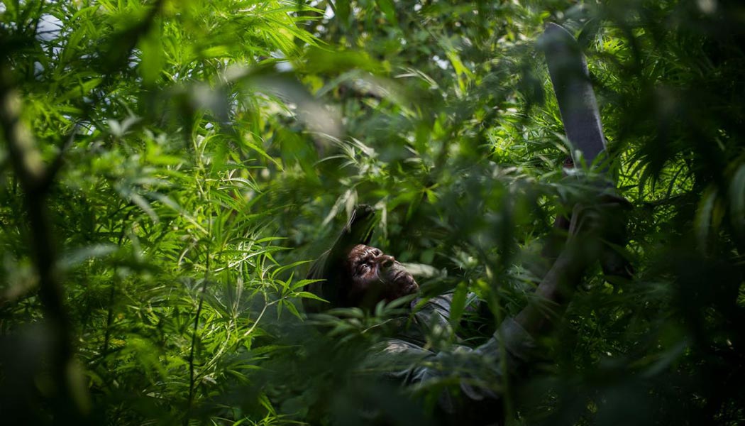 les tribus pygmées du congo vendent du cannabis pour survivre 3