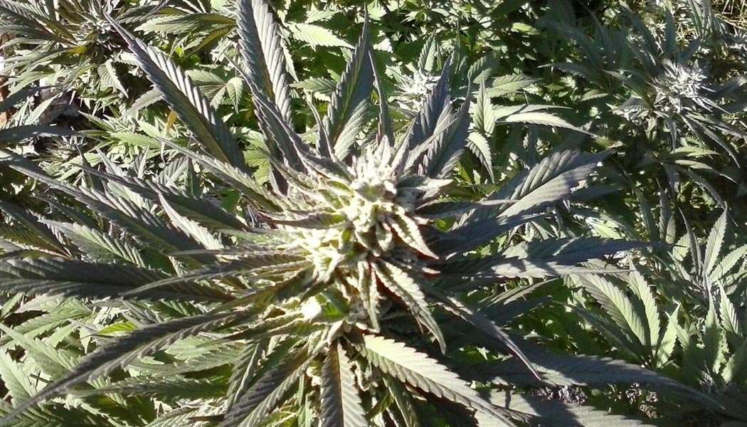 panama red la souche récréative pure sativa 5