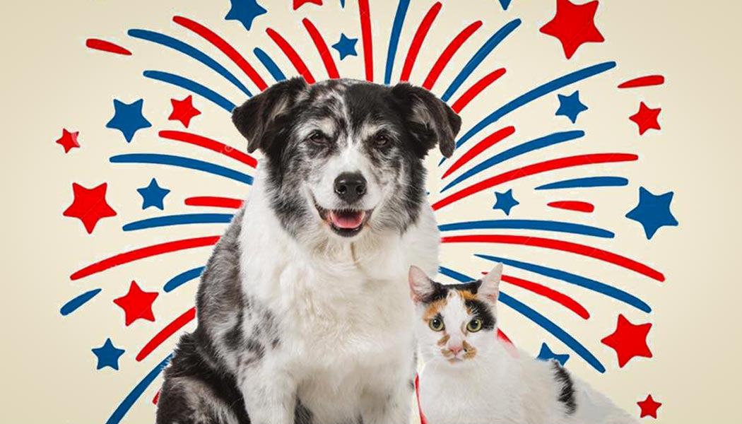 vetcbd une huile hautement cbd pour animaux 2