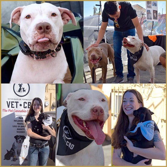 VetCBD une huile hautement CBD pour animaux