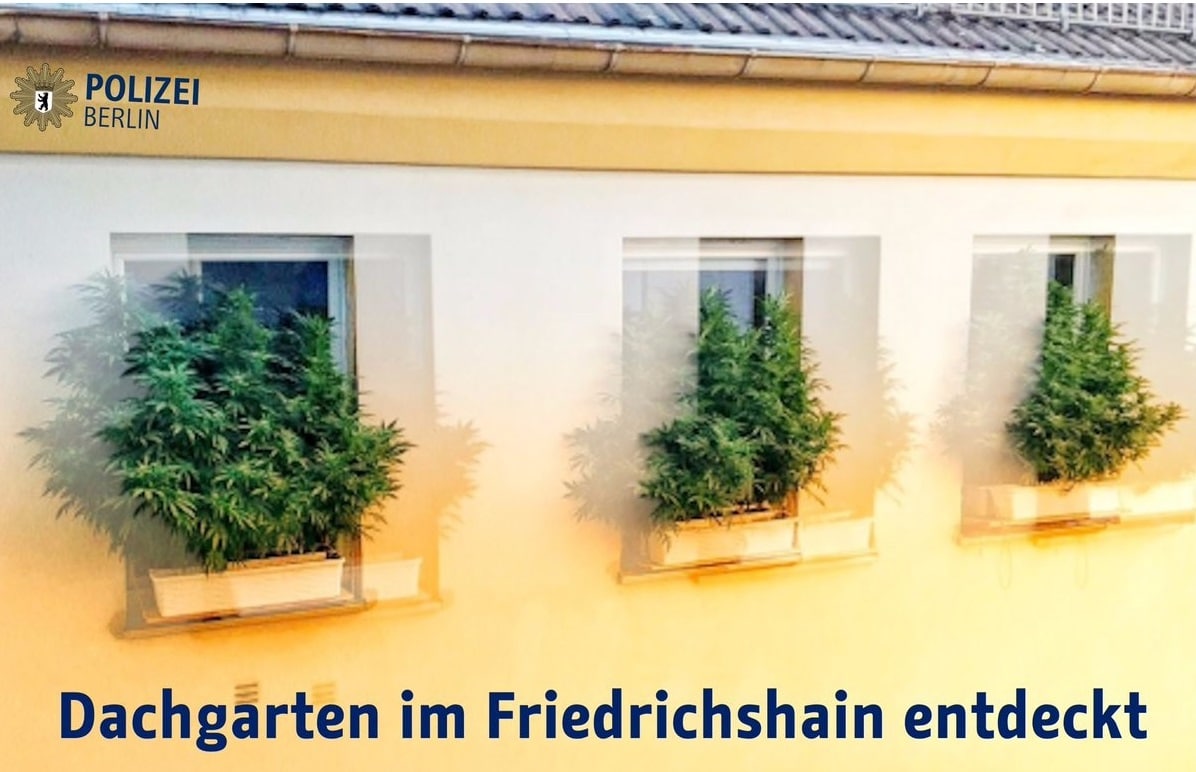 berlin met en garde contre la culture de cannabis 3