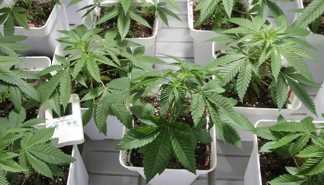 cloner une souche autoflo 6