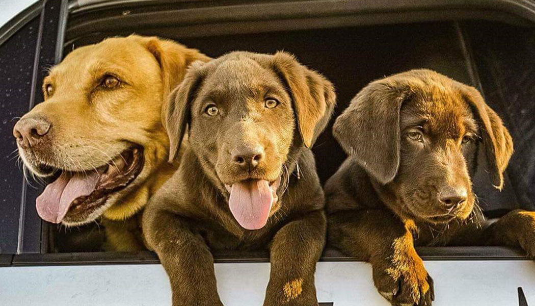 des chiens renifleurs entraînés à ignorer les mauvaises herbes