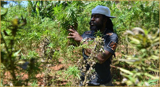 La Jamaïque accorde les deux premiers permis aux fournisseurs de cannabis médical