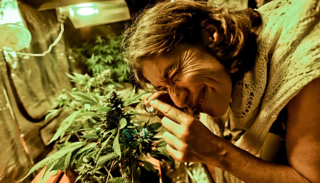 la science et la technologie modernes ont besoin des growers du passé 12