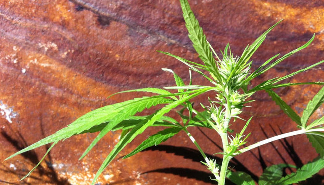 les plantes hermaphrodites et comment vous en prémunir 10