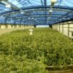 cannabis production Danemark