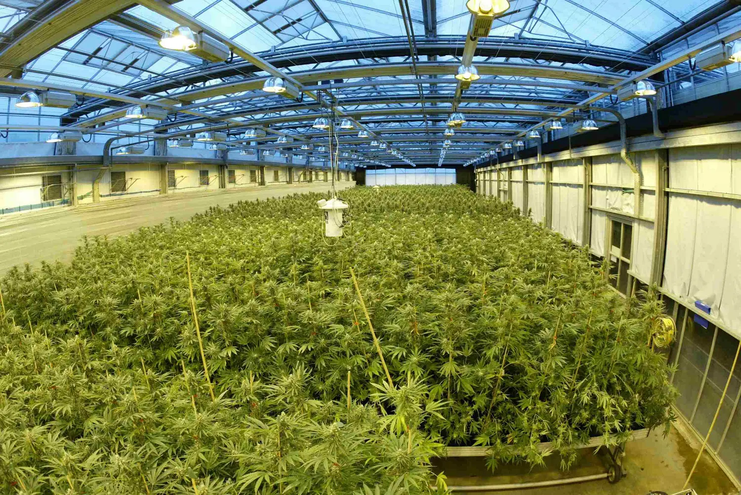 cannabis production Danemark