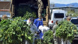 Des fermes clandestines chinoise se développent en Californie