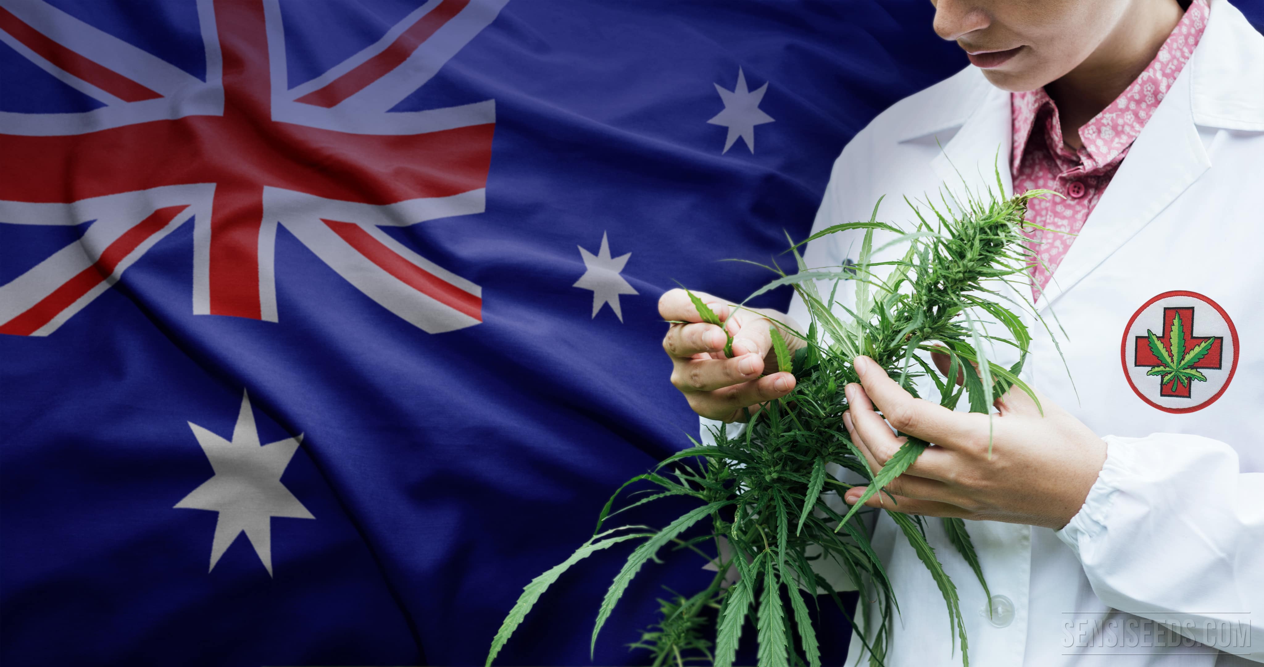 l australie nouvel eldorado du cannabis médical 2