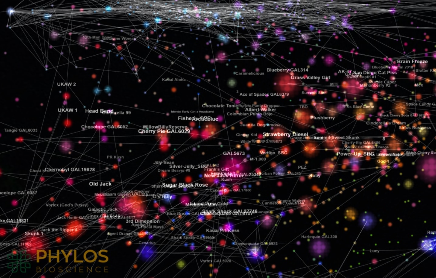 la carte en 3d de l adn des différentes souches