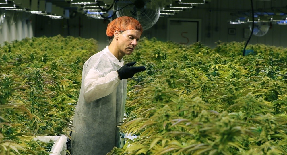 naissance du plus important producteur mondial aurora rachète son principal rival cannimed