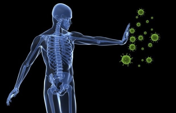 que deviennent le thc et le cbd dans le corps humain