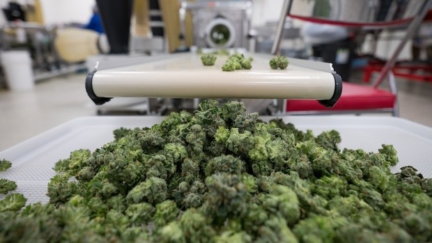 une ville canadienne veut devenir la capitale de la culture cannabique
