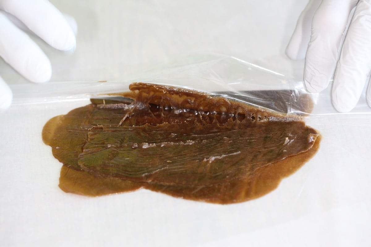 frenchy cannoli le père du hashporn 8