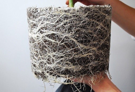 les 10 choses à savoir sur les racines que vous ignoriez peut être 6