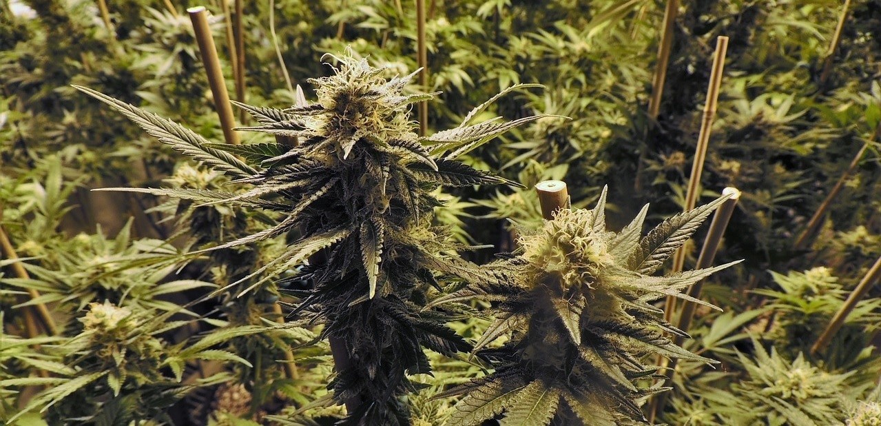 les 15 souches les plus populaires 14