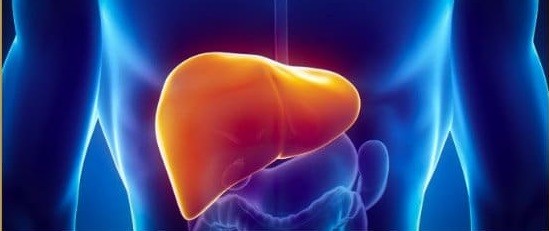 thc et cbd protègent le foie contre les dangers de l alcool 3