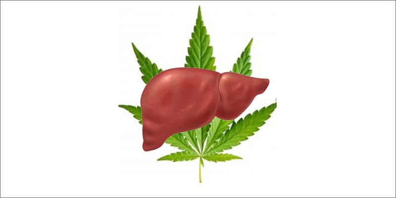 thc et cbd protègent le foie contre les dangers de l alcool