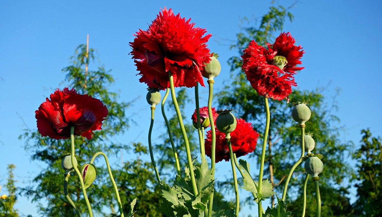quand le cannabis veut s associer a la morphine