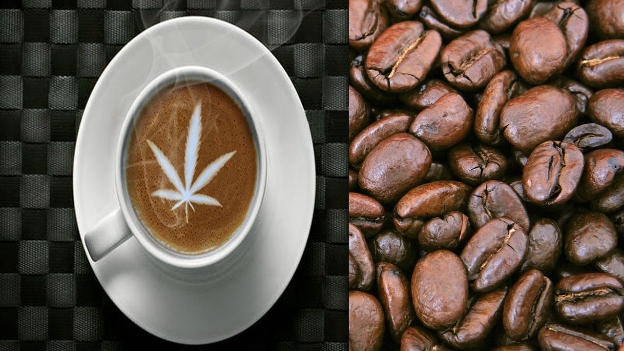 l étrange lien entre le cannabis et le café 2
