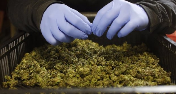 californie 3 mois après la légalisation les premières rentrées fiscales