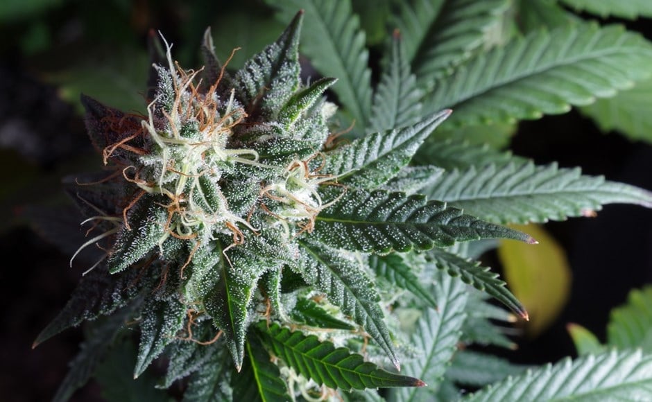 cannabis monoïque et cannabis dioïque 4