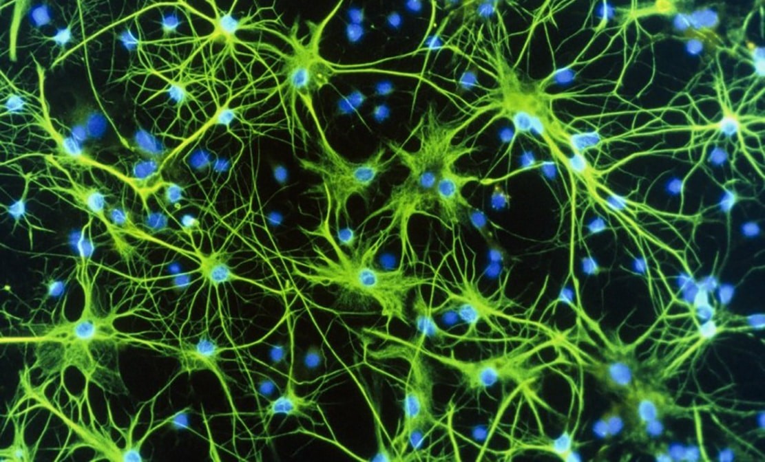 de nouvelles cibles moléculaires interagissent avec le cbd