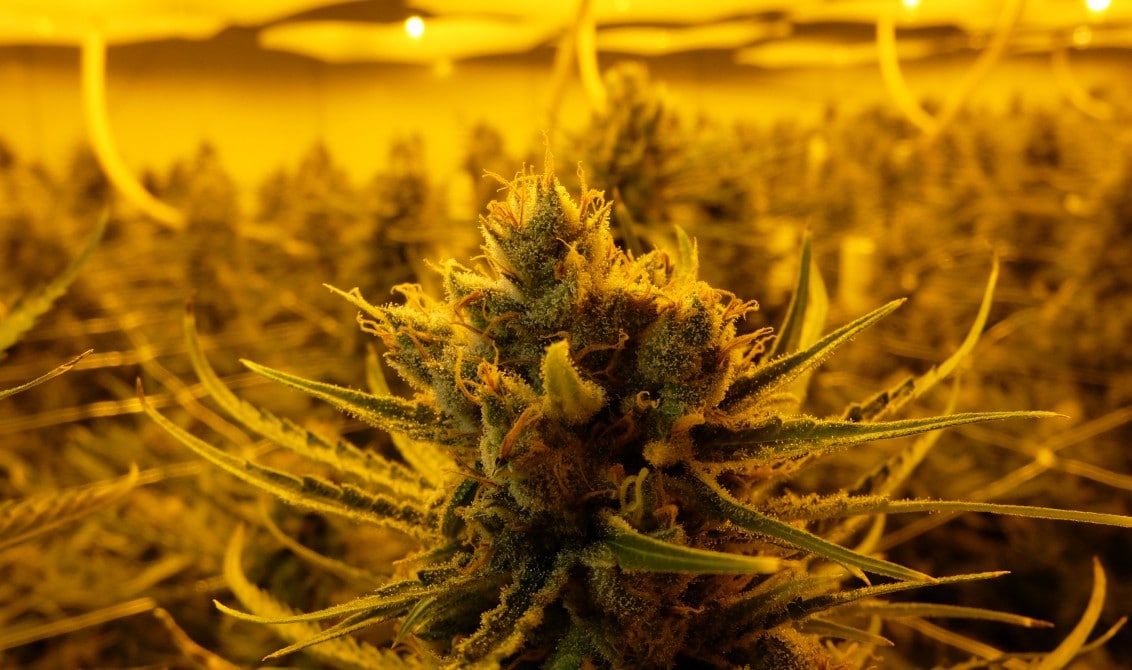 soyez silencieux les plantes de cannabis peuvent vous entendre