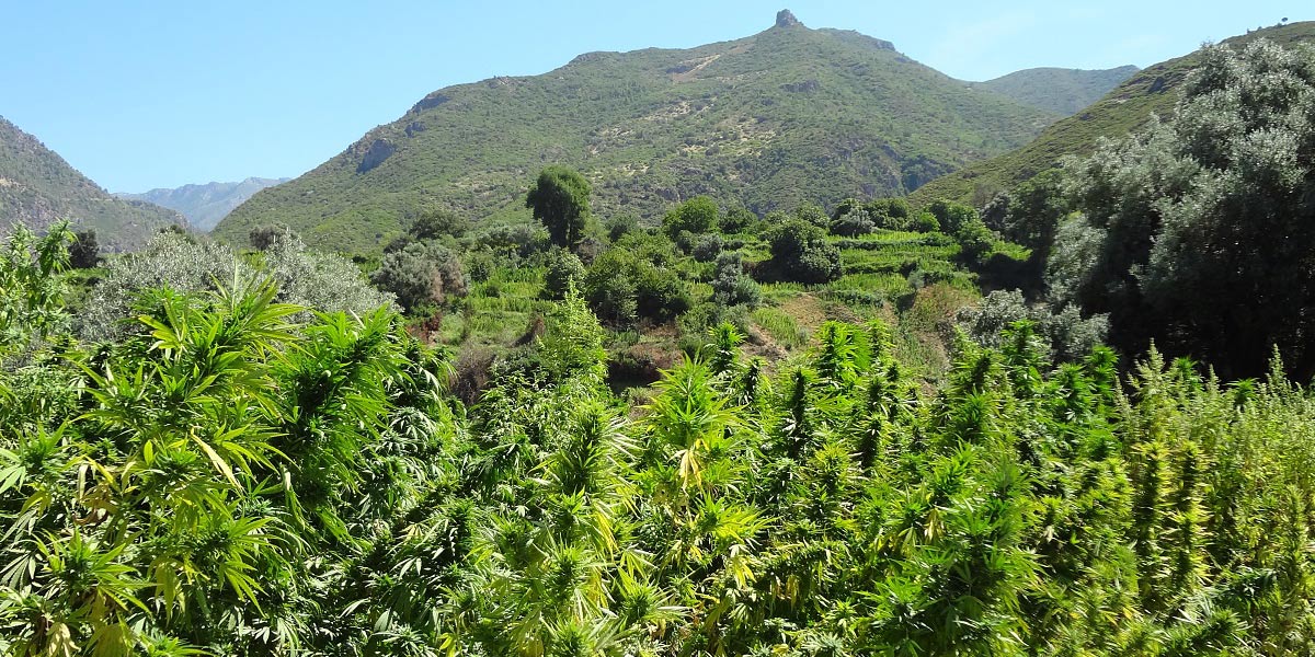 du zamal médical pour l île de la réunion 2