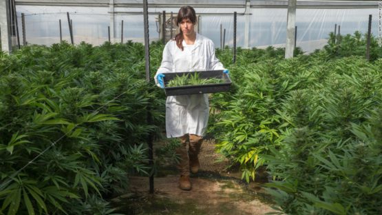 Israël décriminalise la possession de cannabis