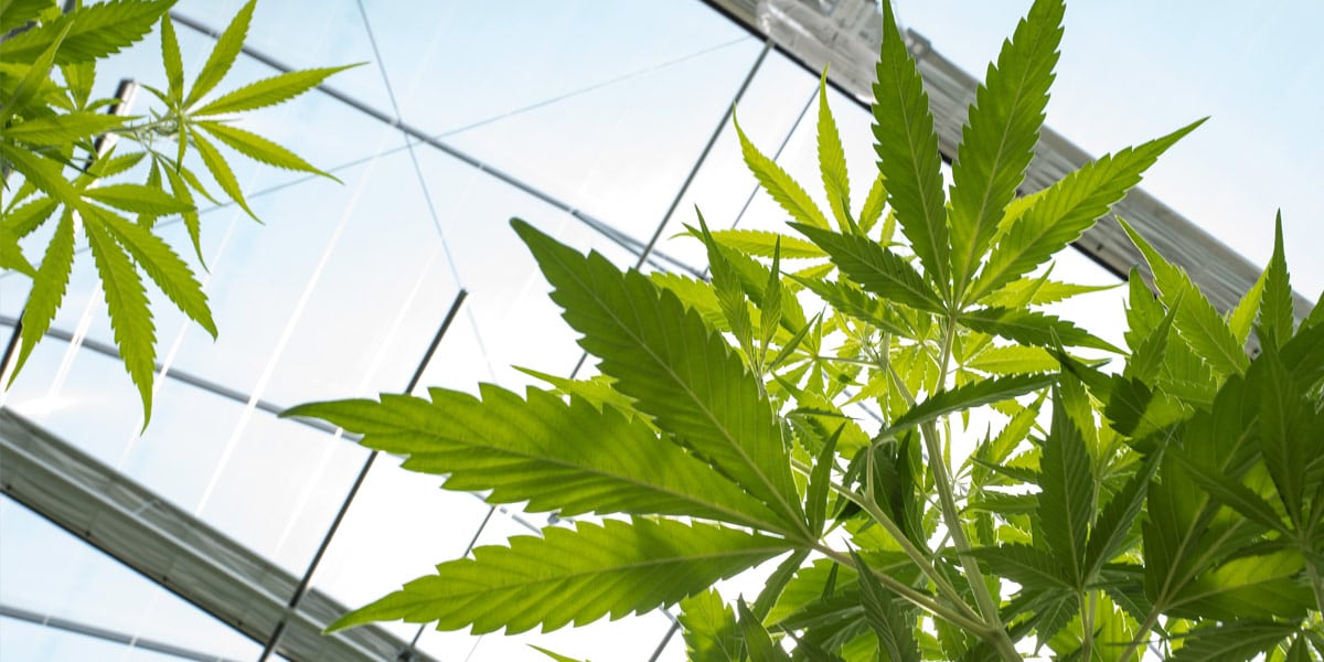 la loi sur la collecte de données sur le cannabis 1