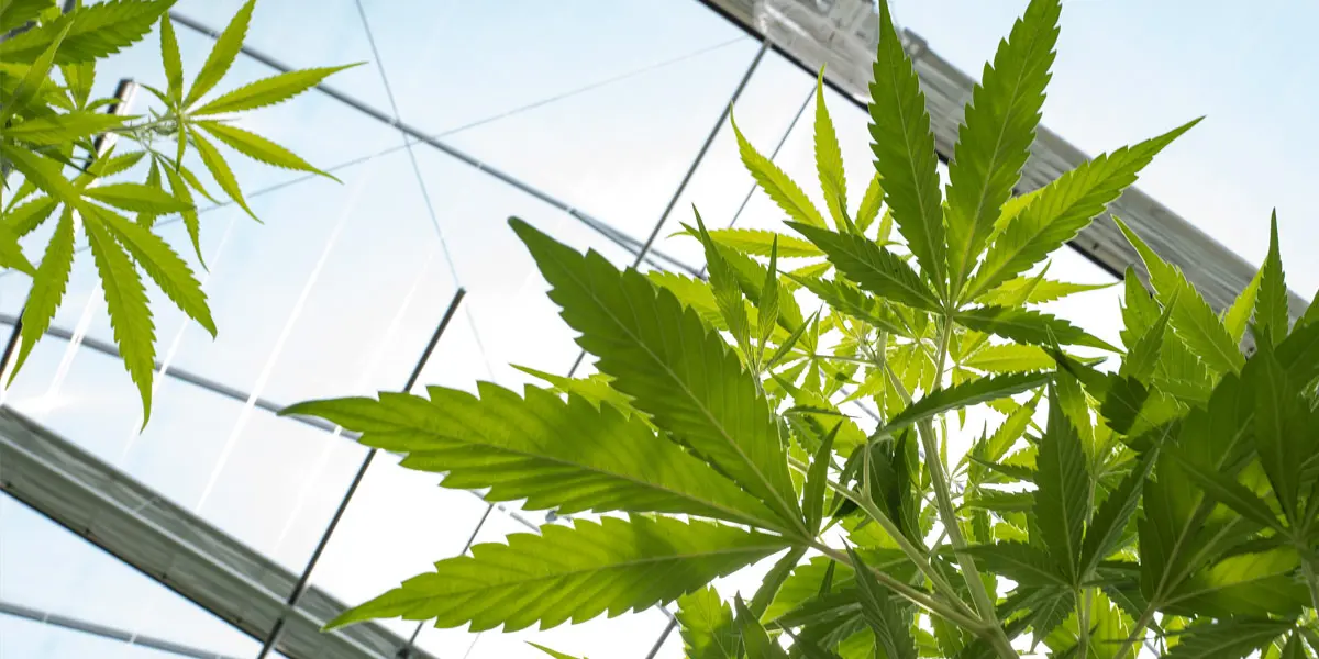 la loi sur la collecte de données sur le cannabis 1