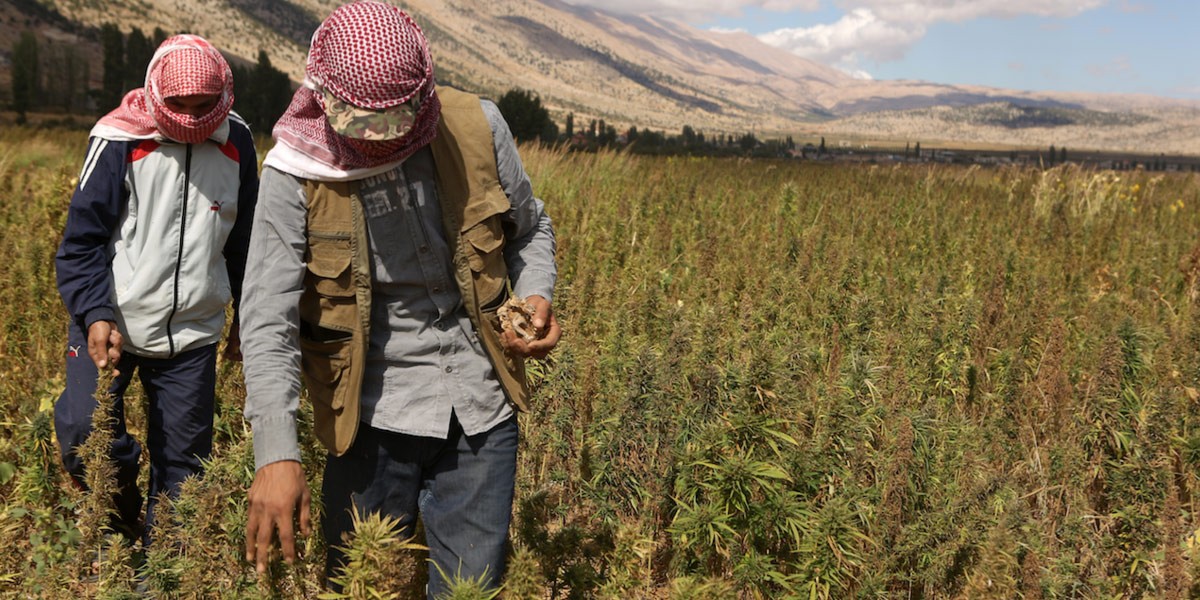 la légalisation opportuniste du cannabis thérapeutique au liban 4