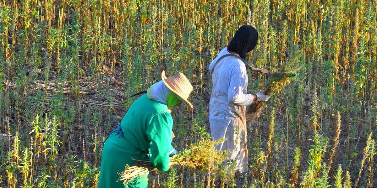 le maroc interdit la culture du kif