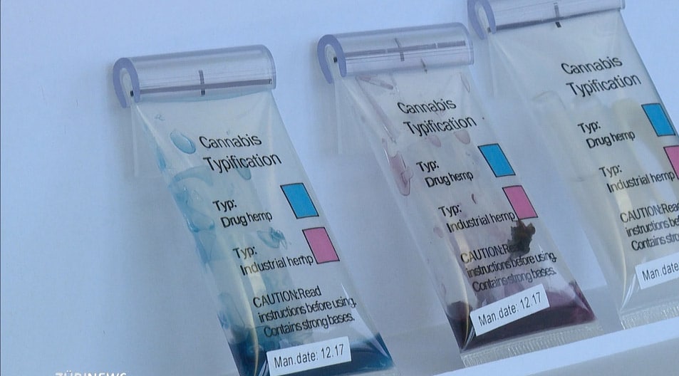 le mycélium des champignons au service de la culture du cannabis 10