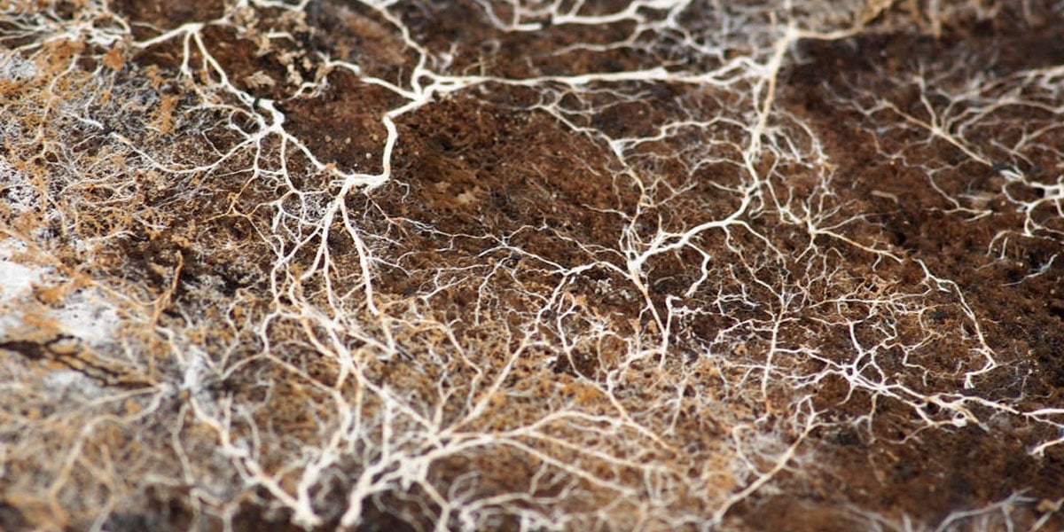 le mycélium des champignons au service de la culture du cannabis 4