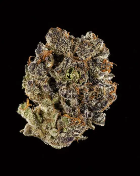 cannabis cup