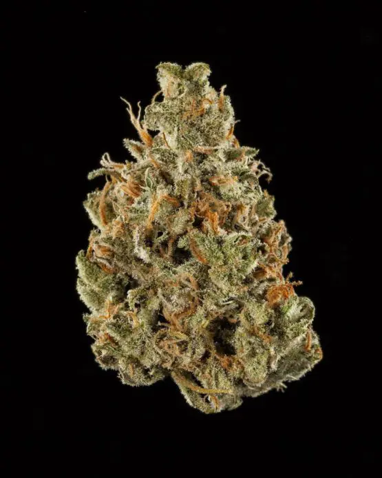 cannabis cup