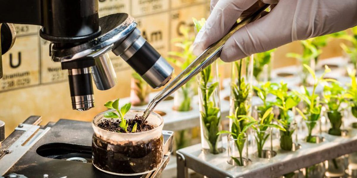 les terpènes moins connus trouvés dans la plante de cannabis 2